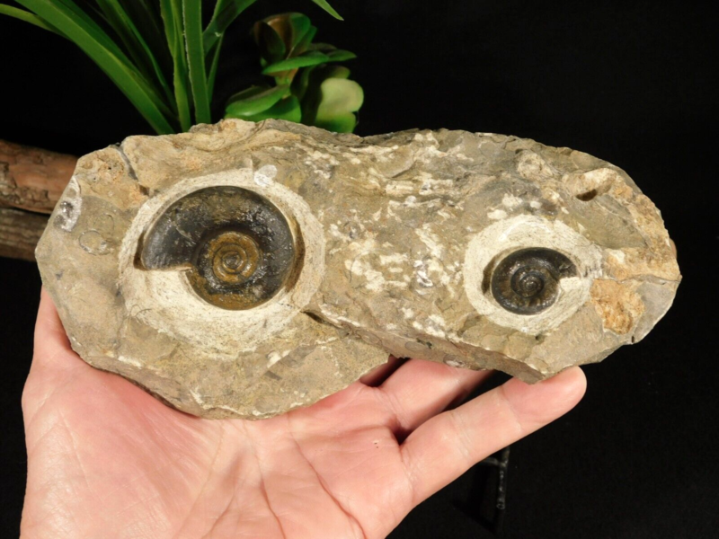 TWO! 100% Natural 400 Million Year Old! Devonian Era AMMONITE Fossils 800gr