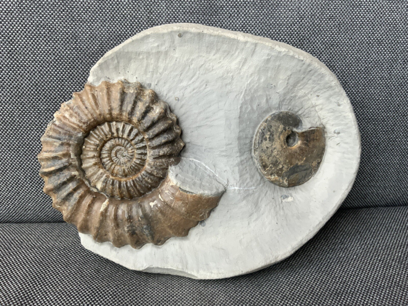 Double Ammonite Androgynoceras Tragophylloceras Charmouth Dorset Jurassic Fossil