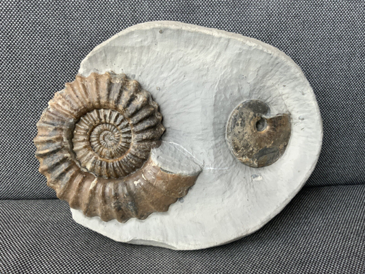 Double Ammonite Androgynoceras Tragophylloceras Charmouth Dorset Jurassic Fossil