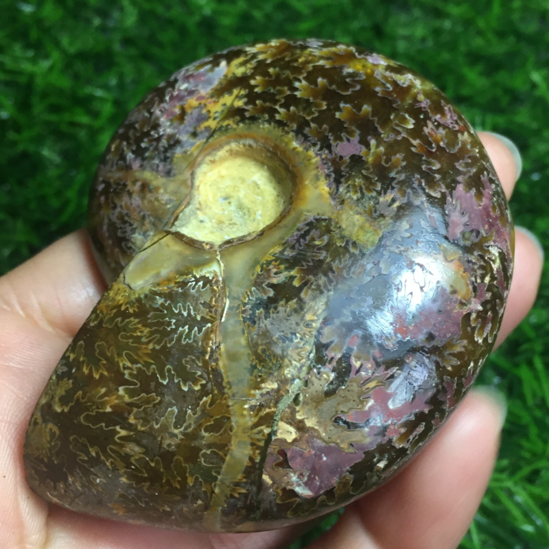 154g   Natural conch Ammonite fossil specimens of Madagascar 968
