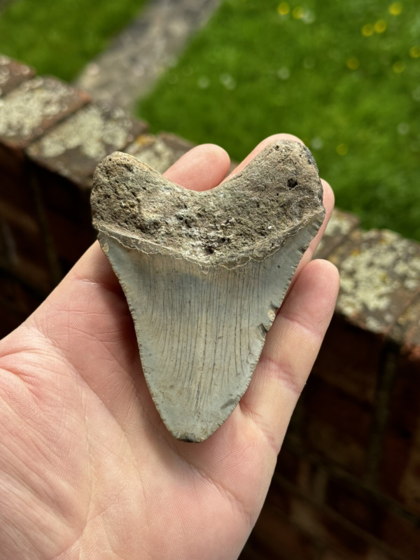 Megalodon Shark Tooth USA 3.86 Inch
