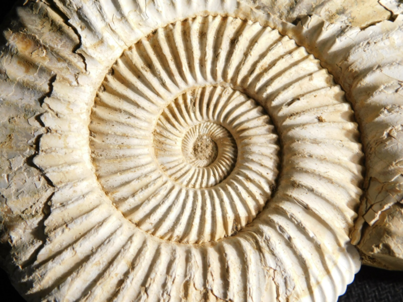Big! 100% Natural Cretaceous Era White Ribbed AMMONITE Fossil 205gr