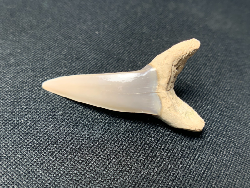 Fossil Desori Mako Shark Tooth