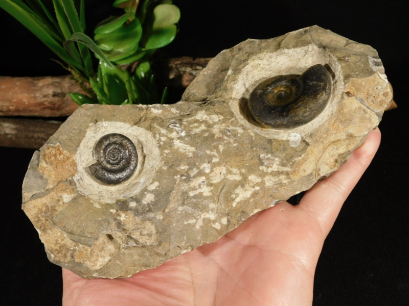 TWO! 100% Natural 400 Million Year Old! Devonian Era AMMONITE Fossils 800gr