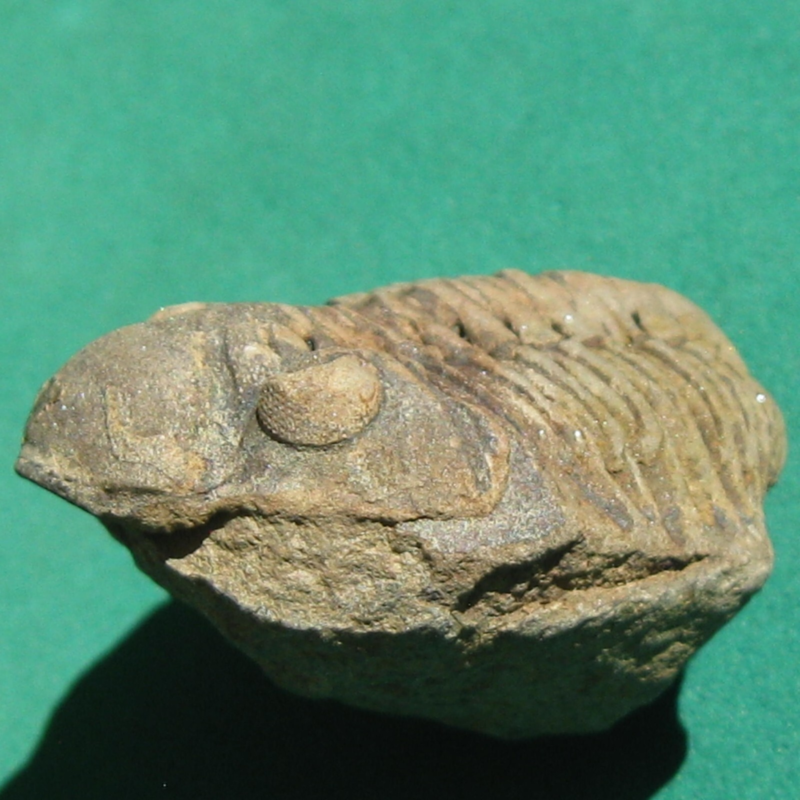 Trilobite Fossil Eldredgeia venustus Bolivia Devonian
