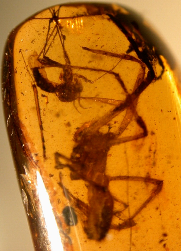 Large Spider Attacking Fly with Webbing in Burmite Amber Fossil Dinosaur Age