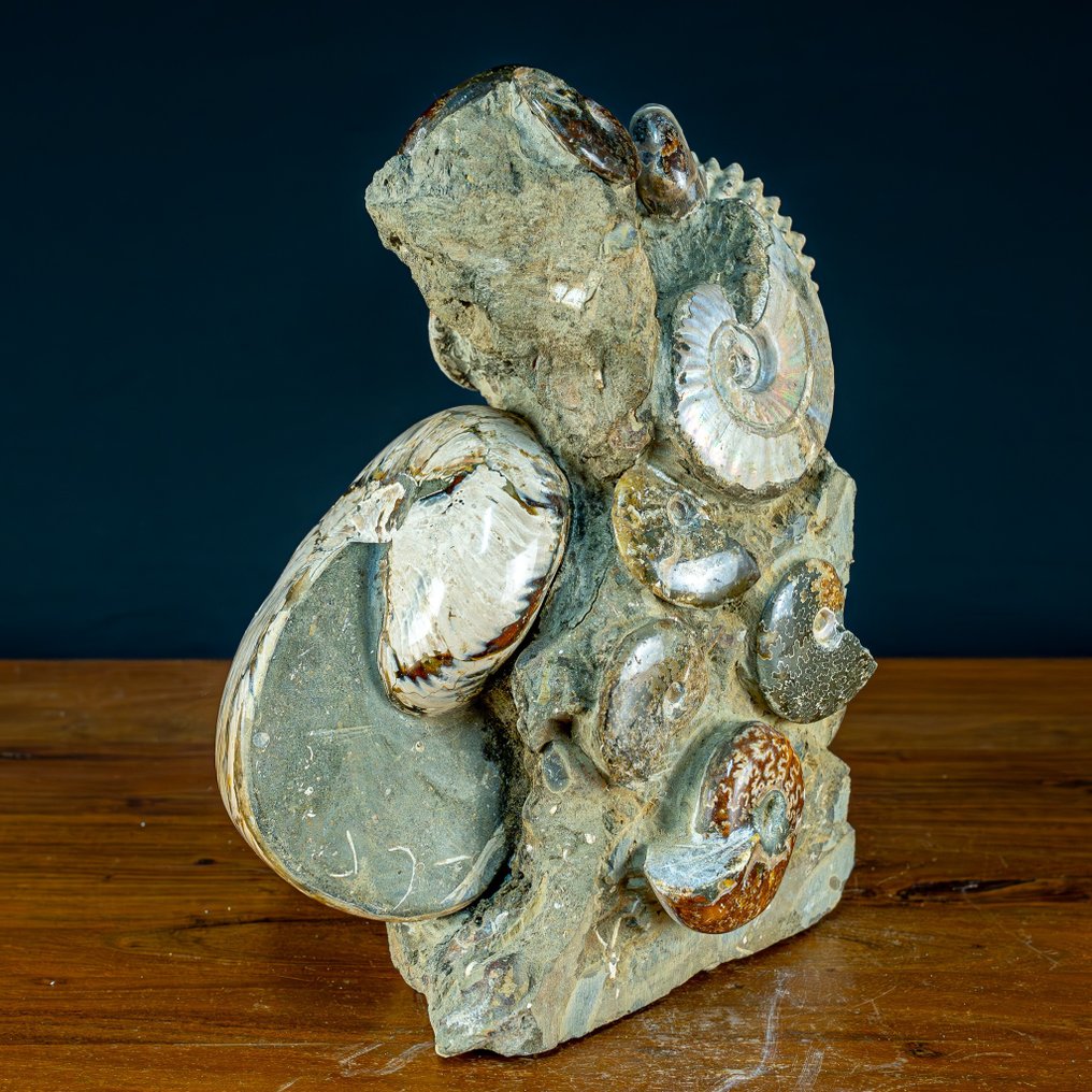 Cretaceous ammonites: Cleoniceras. Calcite and aragonite- 10000 g