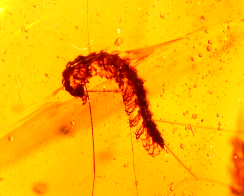 Beautiful Curled Millipede with Flies in Burmite Amber Fossil from Dinosaur Age