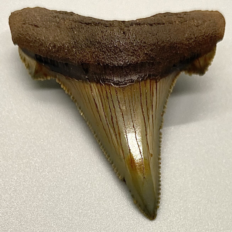 High Quality 1.77" Serrated Fossil AURICULATUS Shark Tooth - Eocene, NC