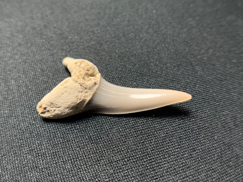Fossil Desori Mako Shark Tooth