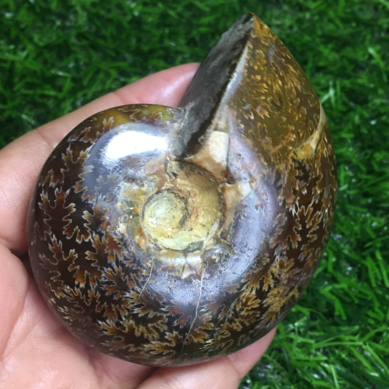 154g   Natural conch Ammonite fossil specimens of Madagascar 968