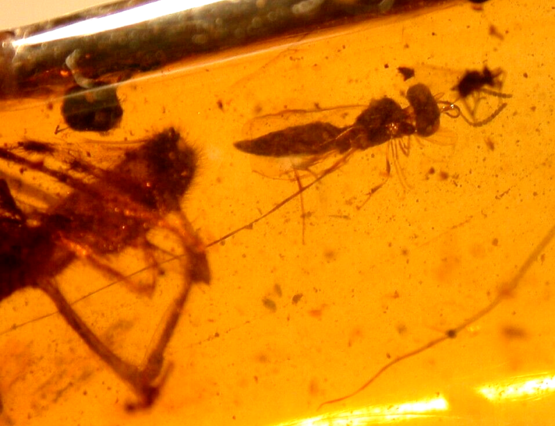 Large Spider Attacking Fly with Webbing in Burmite Amber Fossil Dinosaur Age