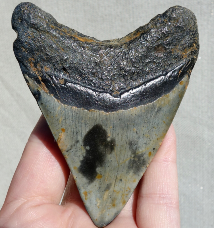 MEGALODON SHARK TOOTH ~ 3.70" ~ SHARK TEETH ~ REAL FOSSIL ~ NO REPAIR ~