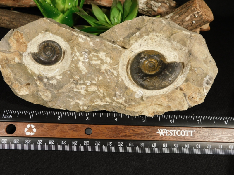 TWO! 100% Natural 400 Million Year Old! Devonian Era AMMONITE Fossils 800gr