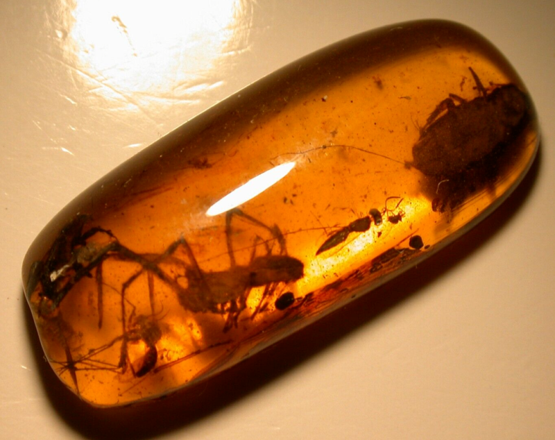 Large Spider Attacking Fly with Webbing in Burmite Amber Fossil Dinosaur Age