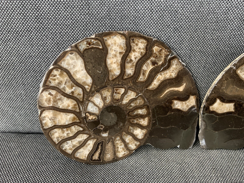 Harpoceras sp Ammonite Polished Pair, Rare Calcite Fossil Whitby, England, UK.