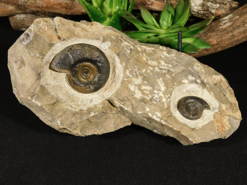 TWO! 100% Natural 400 Million Year Old! Devonian Era AMMONITE Fossils 800gr