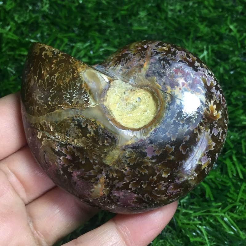154g   Natural conch Ammonite fossil specimens of Madagascar 968