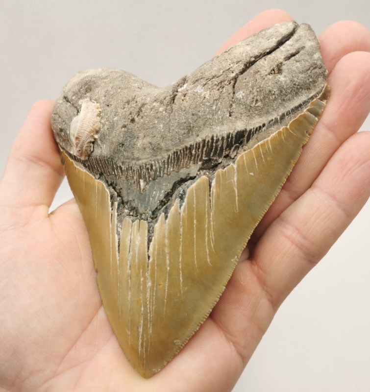 Großer und schöner Megalodon Haizahn mit Muschel ! Hai Zahn Fossil USA