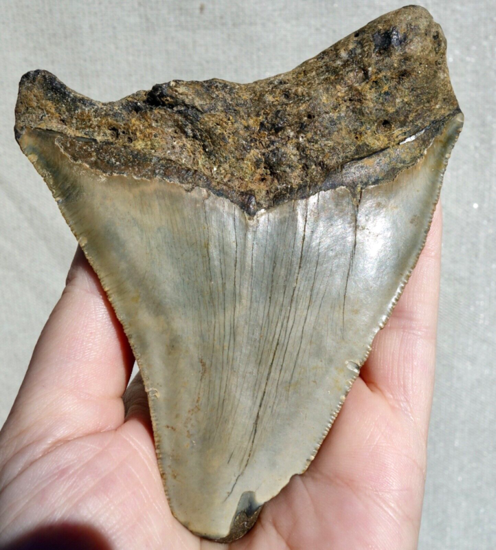 MEGALODON SHARK HUGE SERRATED TOOTH~ 4.58" ~SHARK TEETH~REAL FOSSIL~194gms!