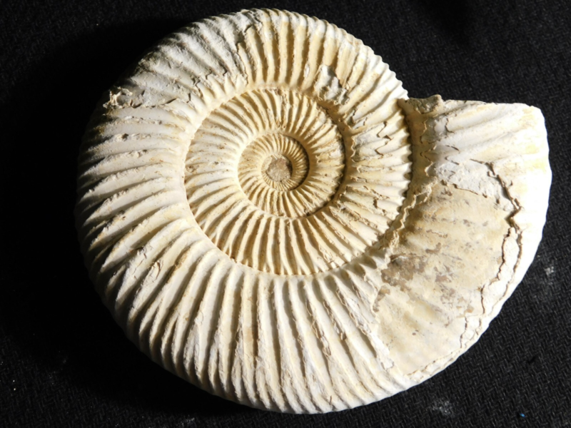 Big! 100% Natural Cretaceous Era White Ribbed AMMONITE Fossil 205gr