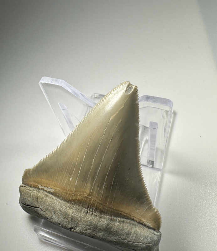 2.5 In Colorful Aurora Lee Creek Chubutensis Shark tooth Fossil Chub NC