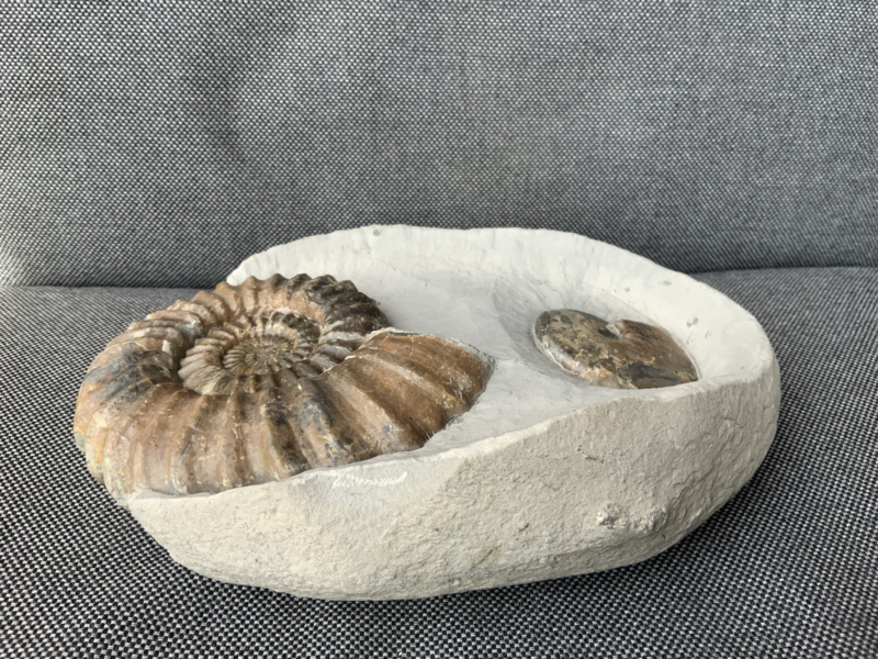 Double Ammonite Androgynoceras Tragophylloceras Charmouth Dorset Jurassic Fossil