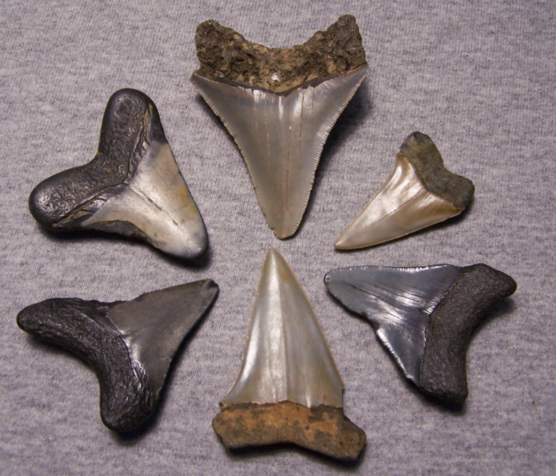 MEGALODON SHARK TEETH MAKO MIX FOSSIL 6 LOT COLORS SHARKS TOOTH~COLLECTOR