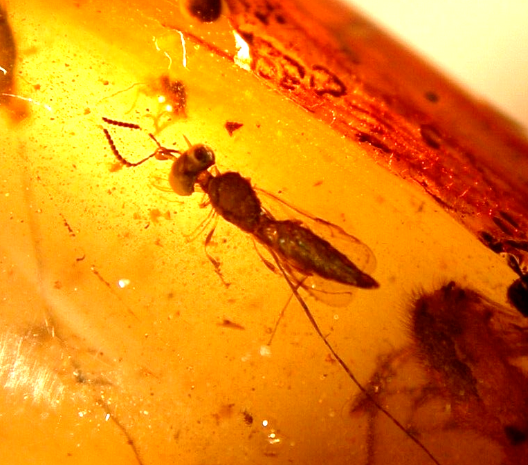 Large Spider Attacking Fly with Webbing in Burmite Amber Fossil Dinosaur Age
