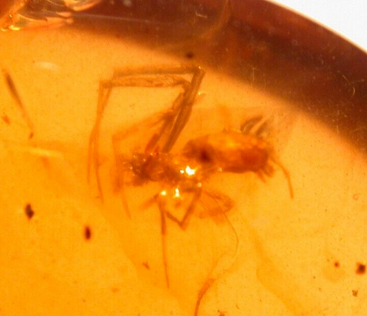 Beautiful Spider with Fly in Burmite Burmese Amber Fossil Gemstone Dinosaur Age