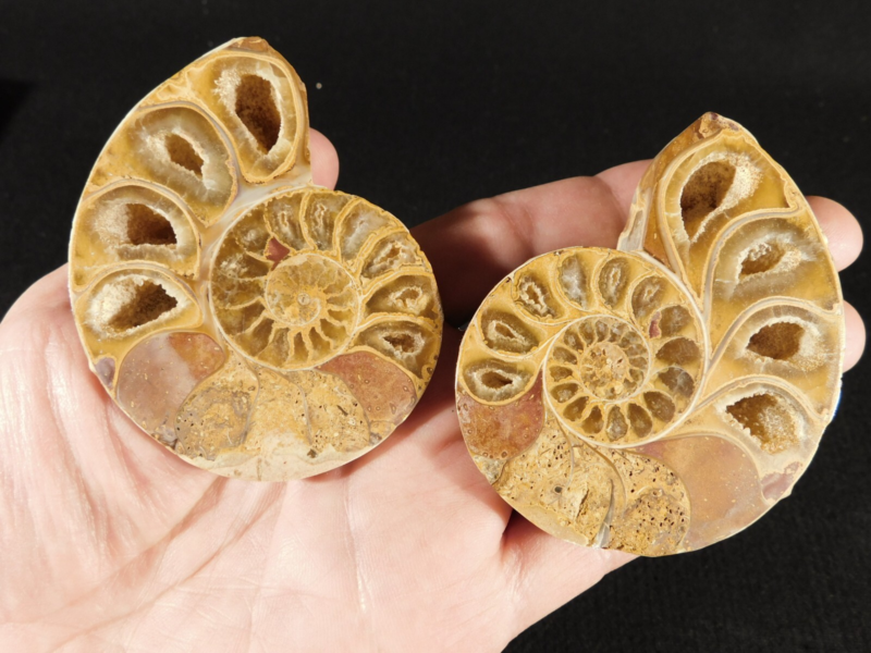 Larger! 121 MILLION Year Old! Split and Polished Ammonite Fossil Pair 175gr