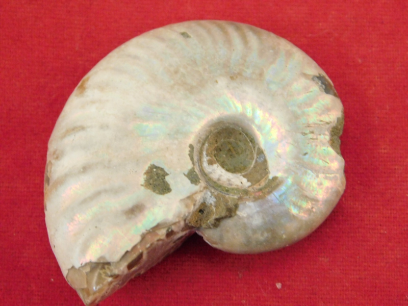 Iridescent Ammonite Fossil 100% Natural Madagascar! 13.1gr