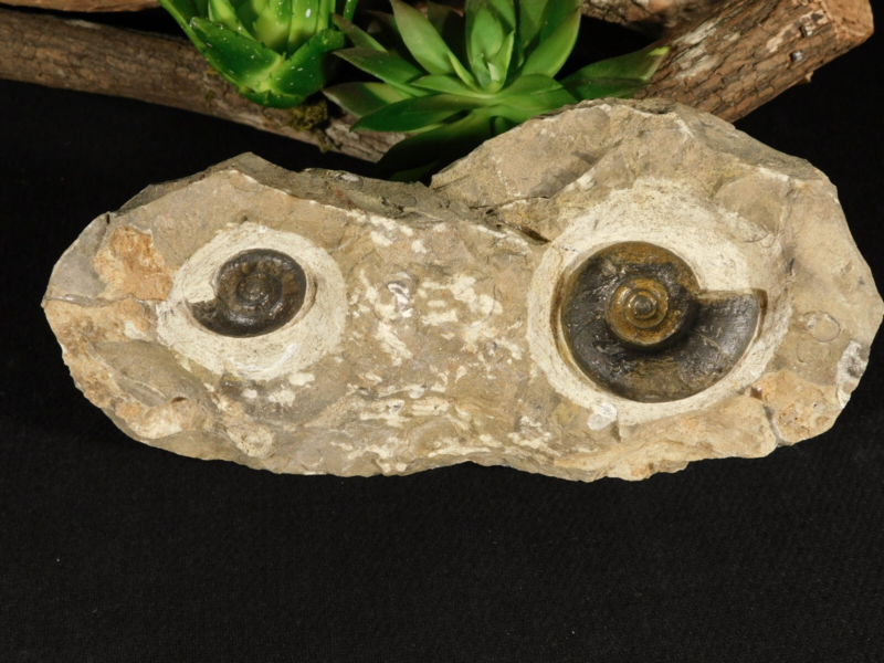 TWO! 100% Natural 400 Million Year Old! Devonian Era AMMONITE Fossils 800gr