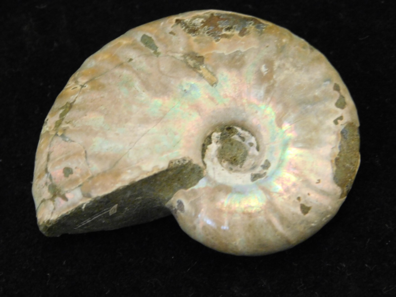 Iridescent Ammonite Fossil 100% Natural Madagascar! 19.4gr