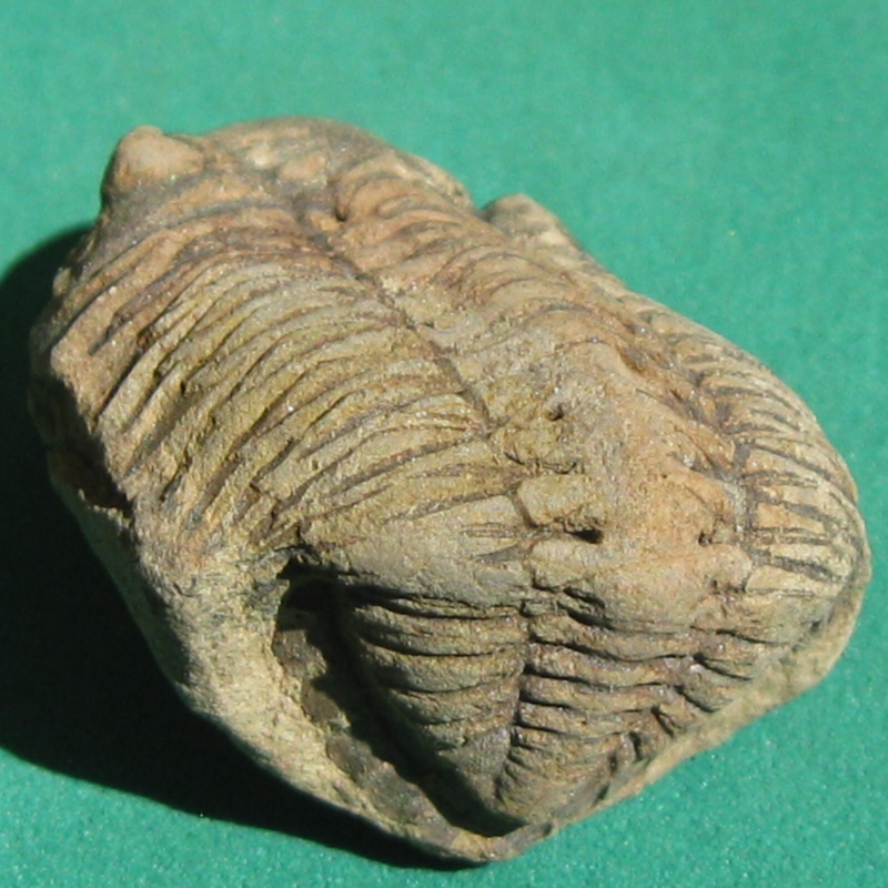 Trilobite Fossil Eldredgeia venustus Bolivia Devonian