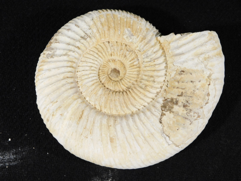 Big! 100% Natural Cretaceous Era White Ribbed AMMONITE Fossil 205gr