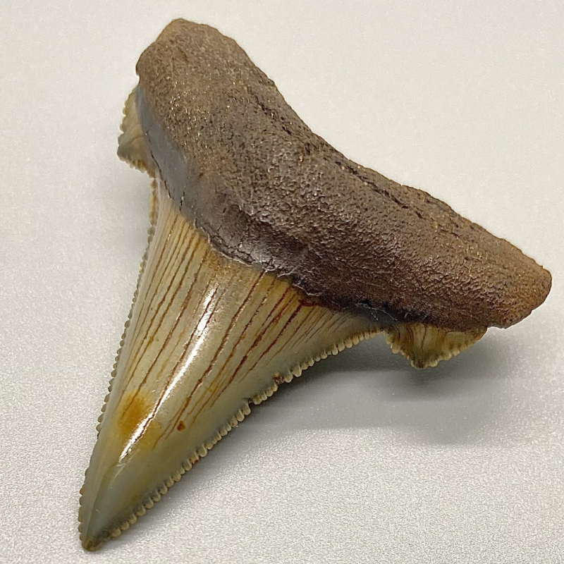 High Quality 1.77" Serrated Fossil AURICULATUS Shark Tooth - Eocene, NC