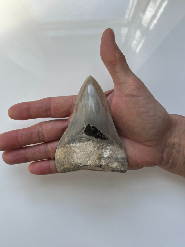 Riesiger Megalodon-Zahn, - 10cm - Carcharocles Megalodon 2-23 Millionen Jahre