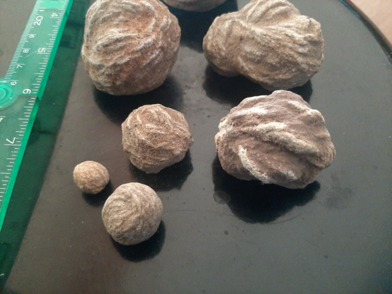 Seven pieces selenite desert rose crystal rocks ,gypsum stone, sand color