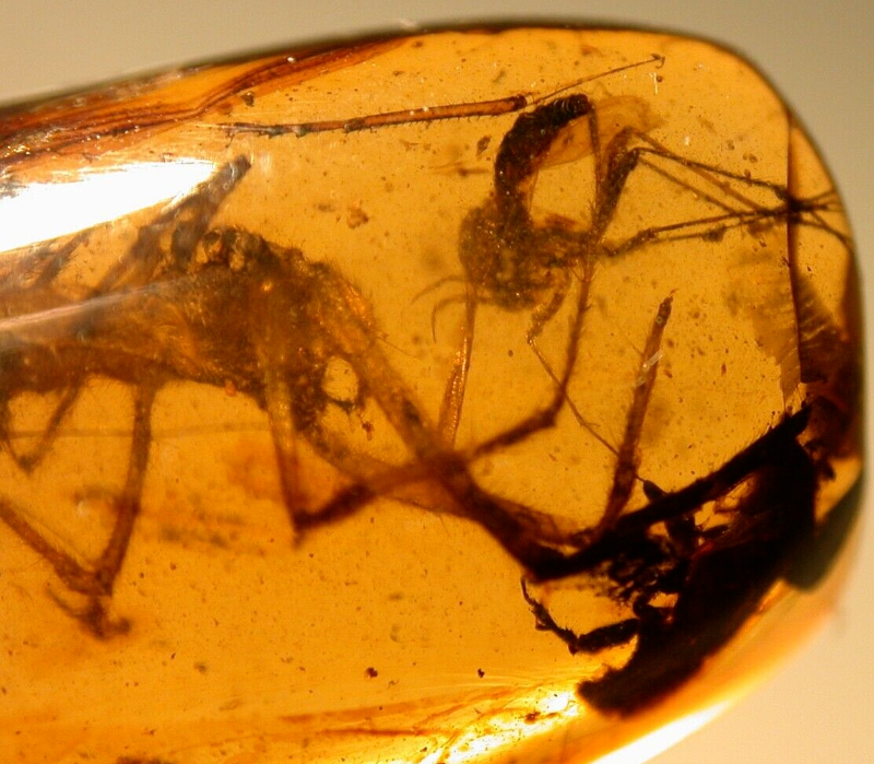 Large Spider Attacking Fly with Webbing in Burmite Amber Fossil Dinosaur Age