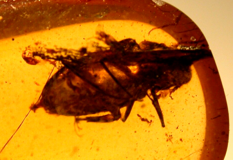 Large Spider Attacking Fly with Webbing in Burmite Amber Fossil Dinosaur Age