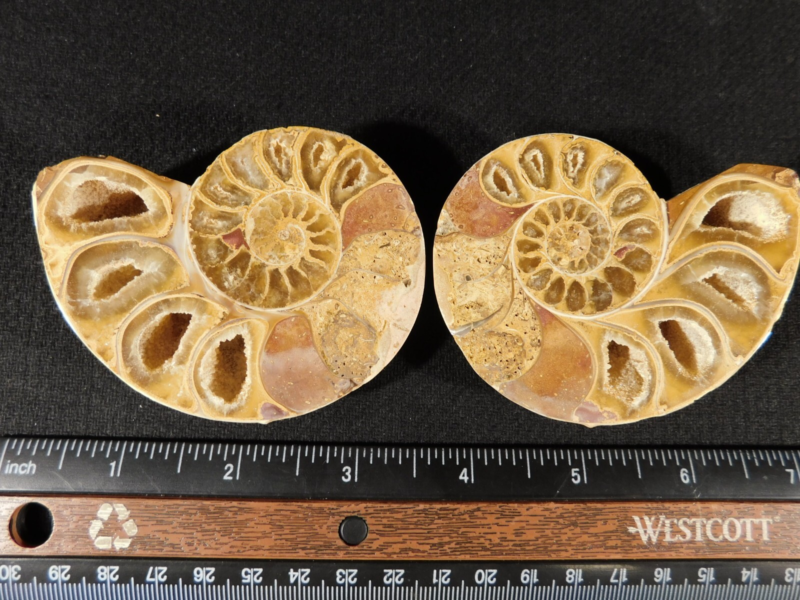 Larger! 121 MILLION Year Old! Split and Polished Ammonite Fossil Pair 175gr