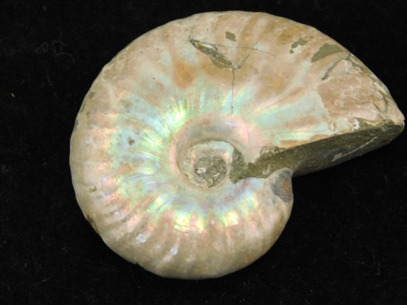 Iridescent Ammonite Fossil 100% Natural Madagascar! 19.4gr