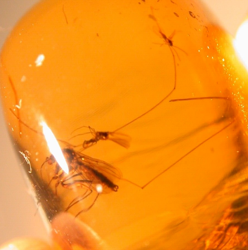 Beautiful Curled Millipede with Flies in Burmite Amber Fossil from Dinosaur Age