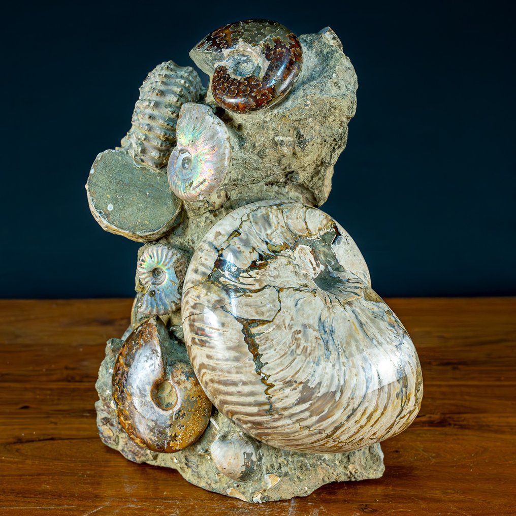 Cretaceous ammonites: Cleoniceras. Calcite and aragonite- 10000 g