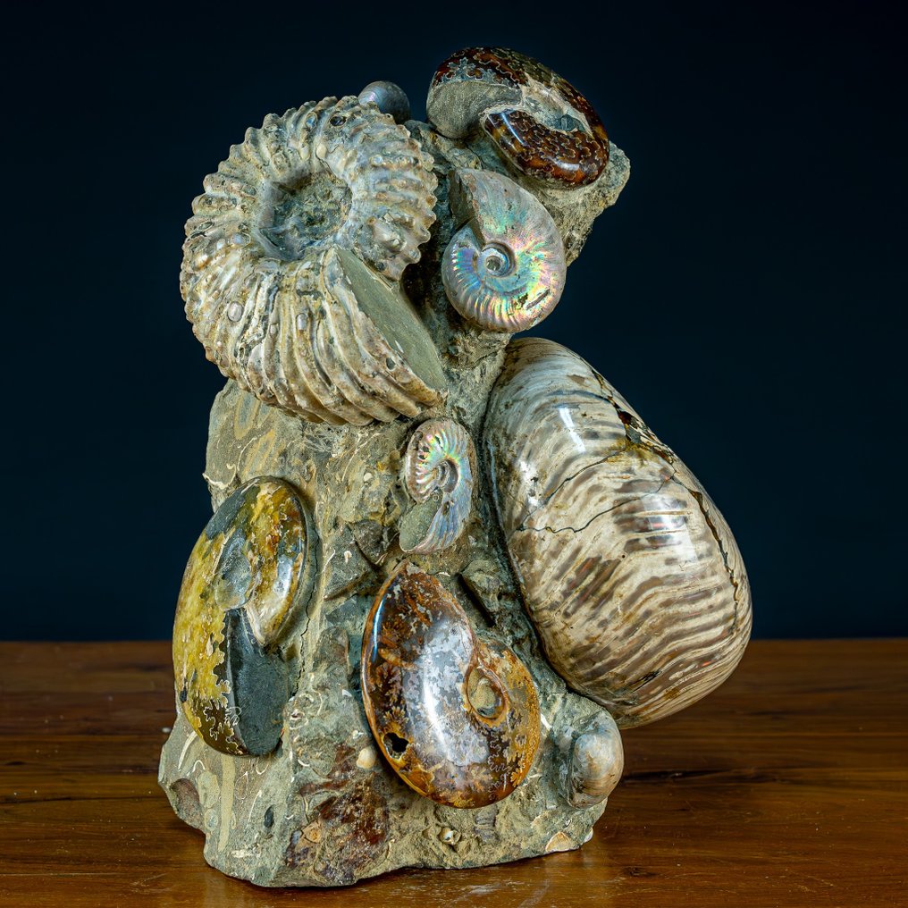 Cretaceous ammonites: Cleoniceras. Calcite and aragonite- 10000 g