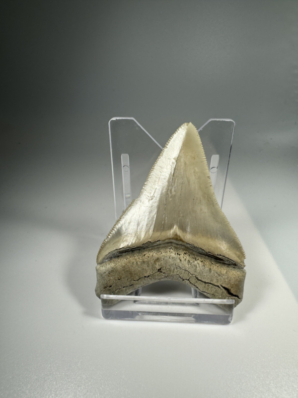 2.37 In Colorful Aurora Lee Creek Megalodon Shark tooth Fossil Chub NC Meg