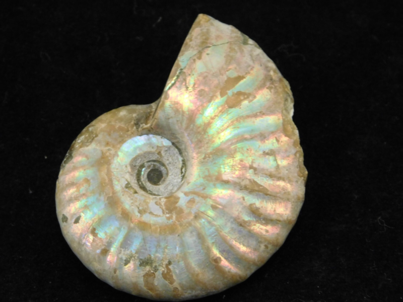 Iridescent Ammonite Fossil 100% Natural Madagascar! 17.1gr