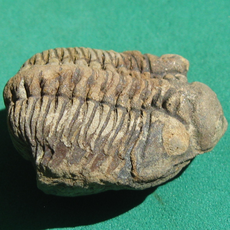 Trilobite Fossil Eldredgeia venustus Bolivia Devonian