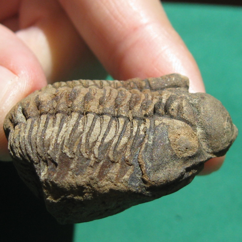 Trilobite Fossil Eldredgeia venustus Bolivia Devonian